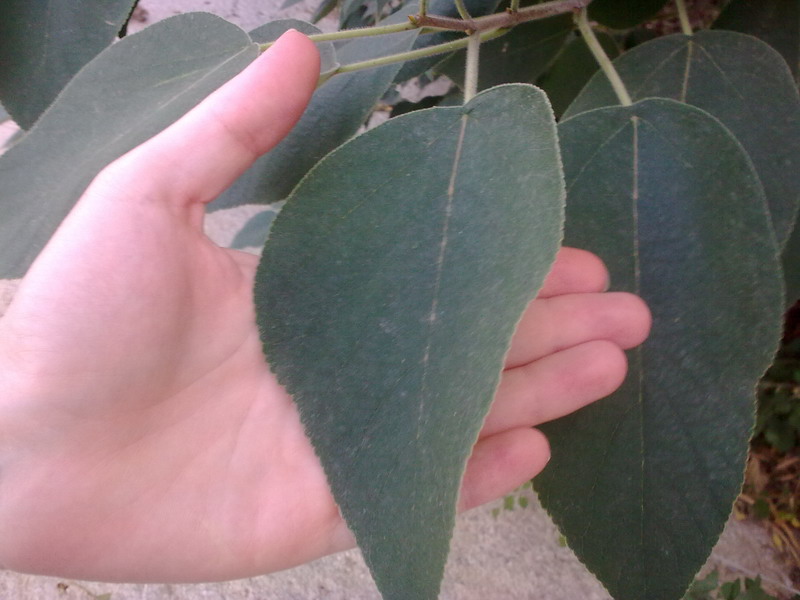 Broussonetia papyrifera